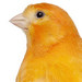 orange-canary-head-75.jpg